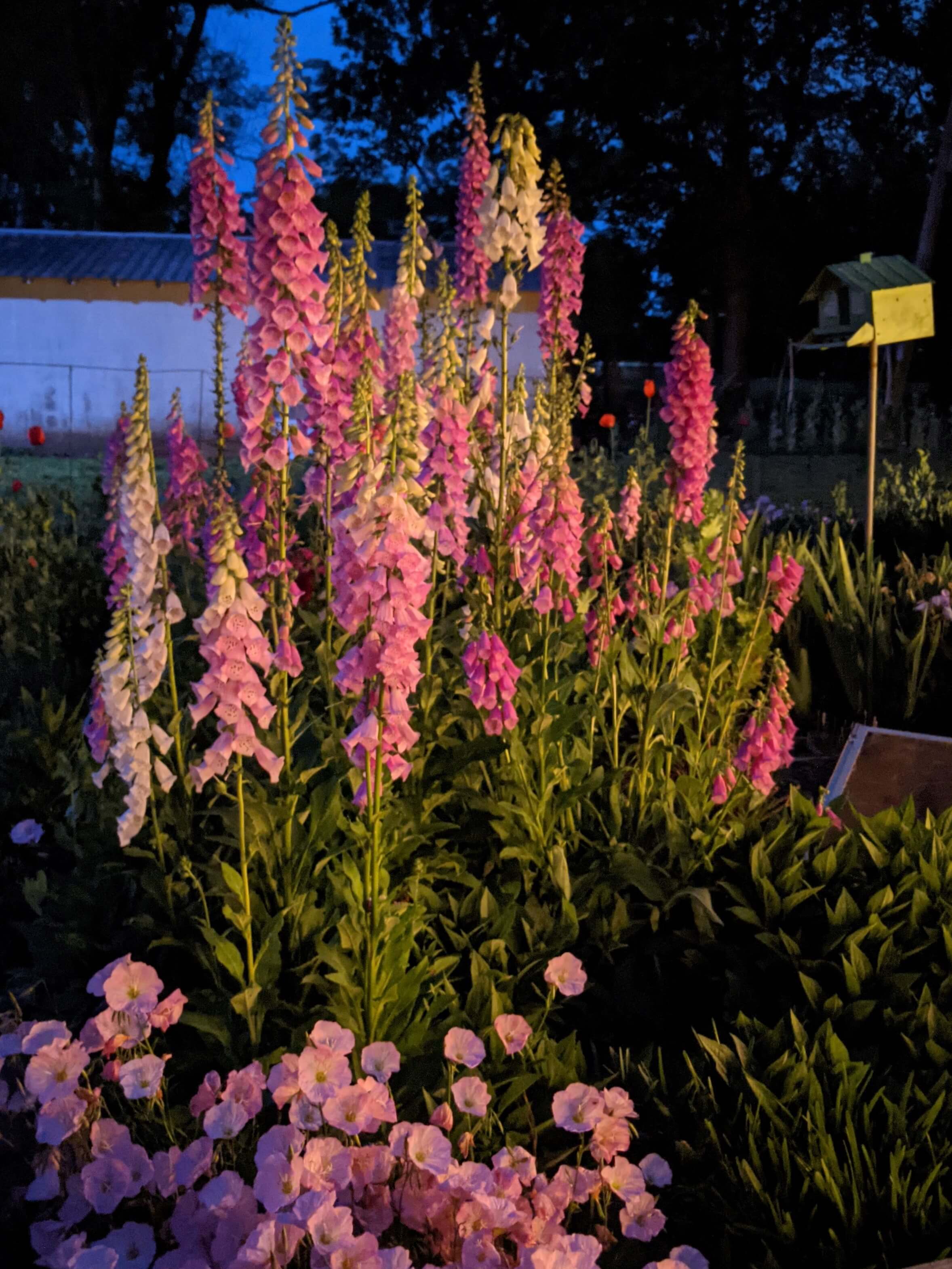 Foxglove flowers